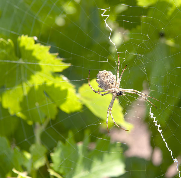 Le Château de la Deidière est un environnement propice à la biodiversité