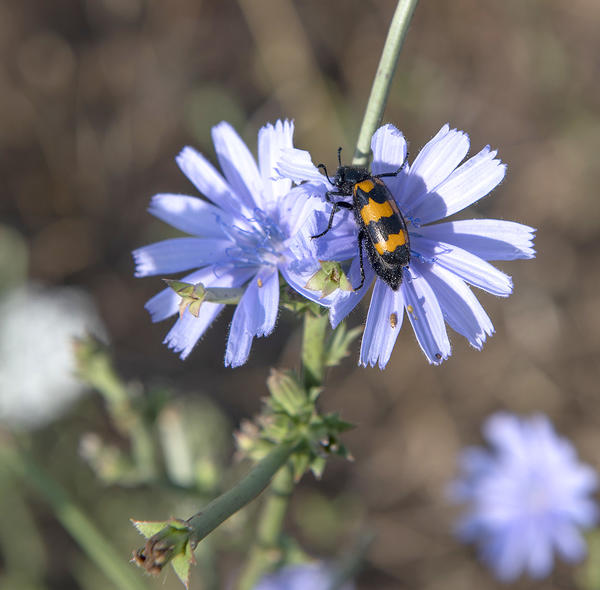 La richesse et la diversité du territoire de la Deidière offrent un abri de choix pour les différentes espèces végétales et animales, notamment pour les abeilles installées sur le domaine