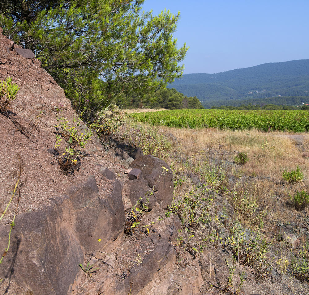 Le terroir calcaire permet à la vigne de trouver en profondeur l'humidité nécessaire à son alimentation